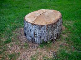 Best Storm Damage Tree Cleanup  in Northeast Ithaca, NY