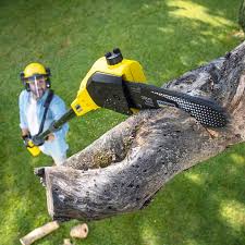 Best Pest Control for Lawns  in Northeast Ithaca, NY
