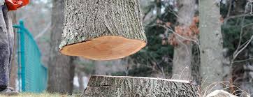 Best Hazardous Tree Removal  in Northeast Ithaca, NY