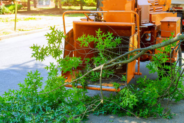  Northeast Ithaca, NY Tree Services Pros