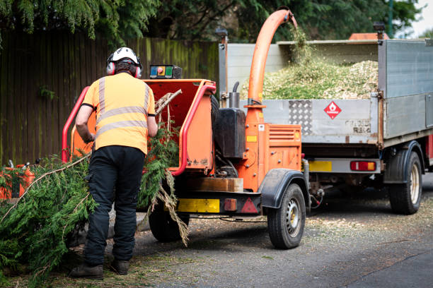 Best Tree and Shrub Care  in Northeast Ithaca, NY