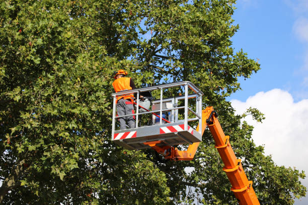 Best Arborist Consultation Services  in Northeast Ithaca, NY
