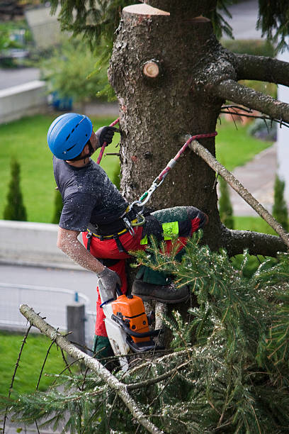 Trusted Northeast Ithaca, NY Tree Services Experts