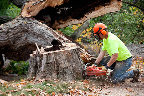 Best Utility Line Clearance  in Northeast Ithaca, NY