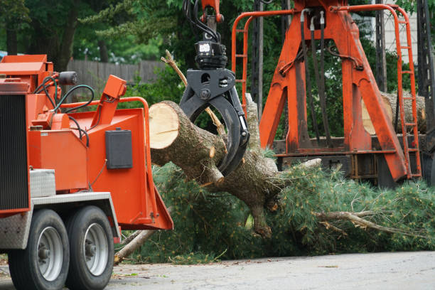 Lawn Drainage Solutions in Northeast Ithaca, NY