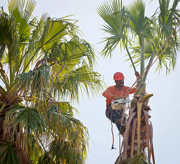 Best Palm Tree Trimming  in Northeast Ithaca, NY