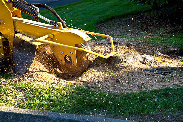 Best Storm Damage Tree Cleanup  in Northeast Ithaca, NY