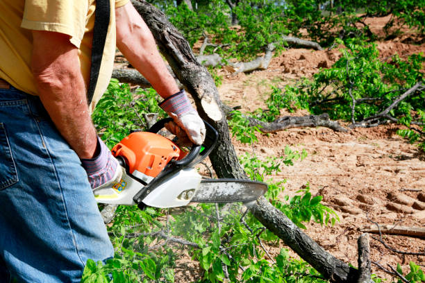 Best Tree Removal  in Northeast Ithaca, NY